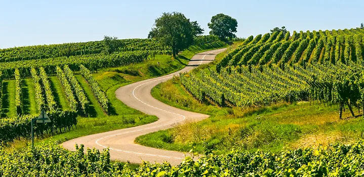 תמונת נוף ירוק כמאפין של חינוך בתי